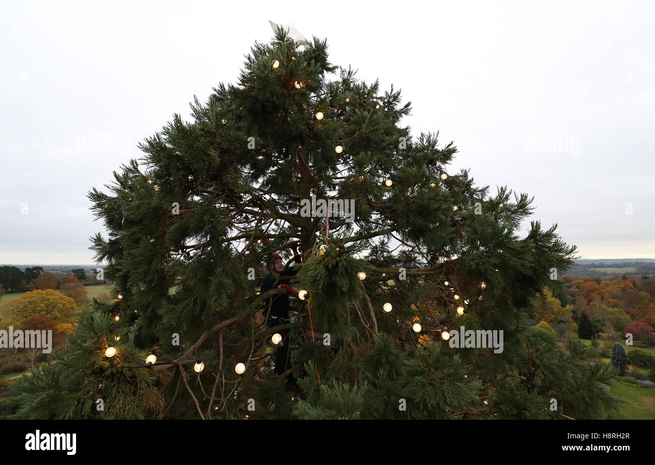 Climbs uks tallest living christmas tree hires stock photography and