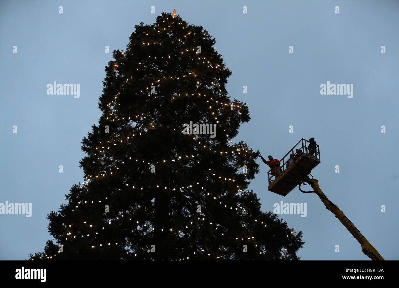 Workers check lights on uks tallest living christmas tree hires stock