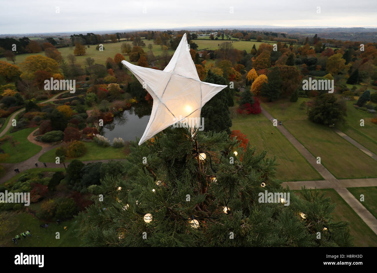 The star on top of the UK's tallest living Christmas tree, a giant