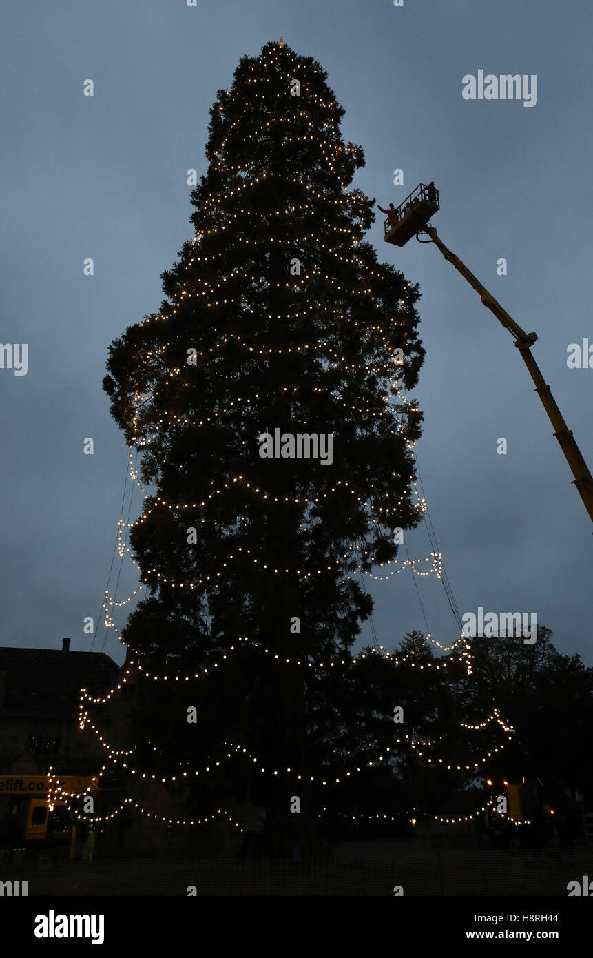 Workers Check Lights On Uks Tallest Living Christmas Tree High