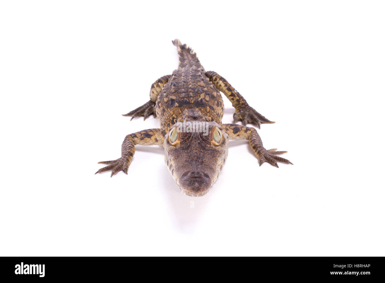 American crocodile ,Crocodylus acutus Stock Photo