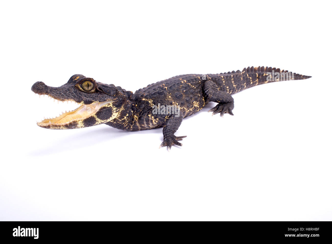 Congo crocodile hires stock photography and images Alamy