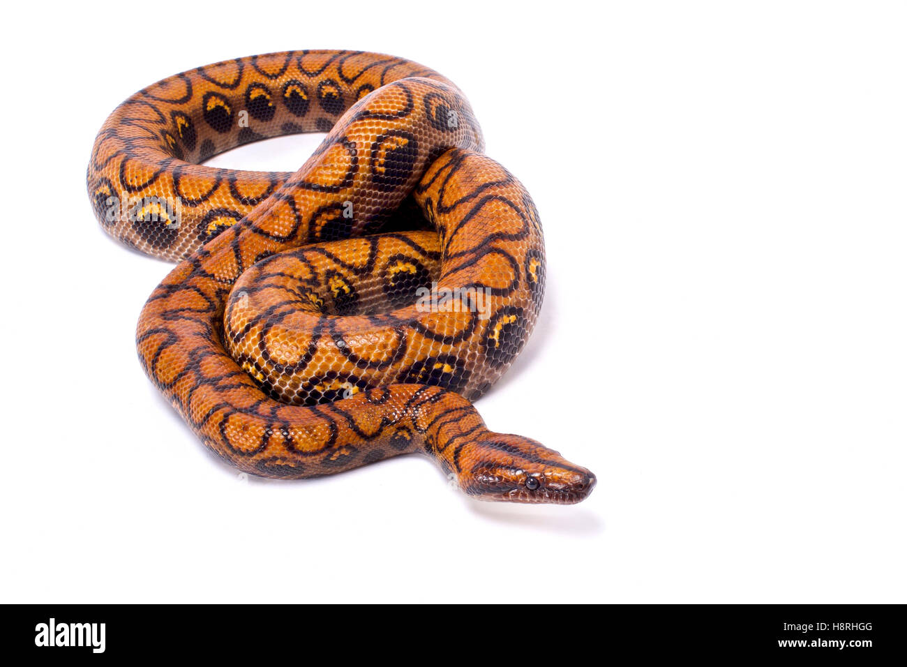 Brazilian rainbow boa, Epicrates cenchria cenchria Stock Photo