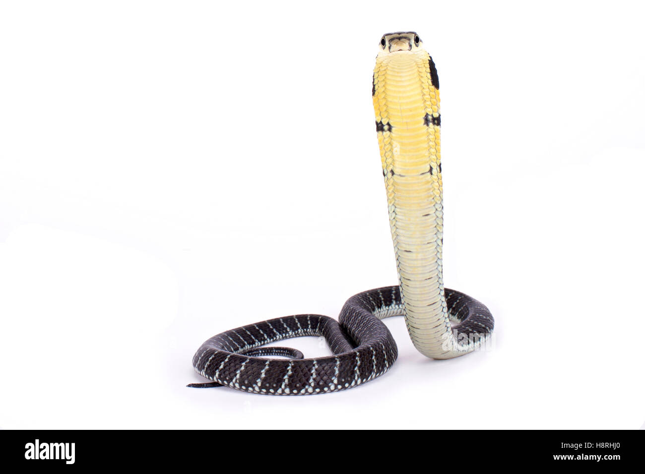 King cobra, Ophiophagus hannah Stock Photo