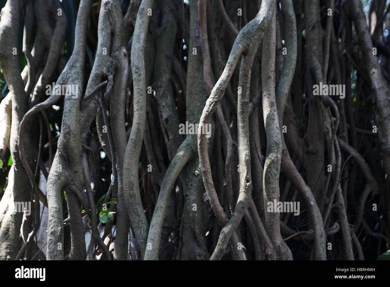 Ficus tree's roots in the temple of the Jade Mountain Den Ngoc Son