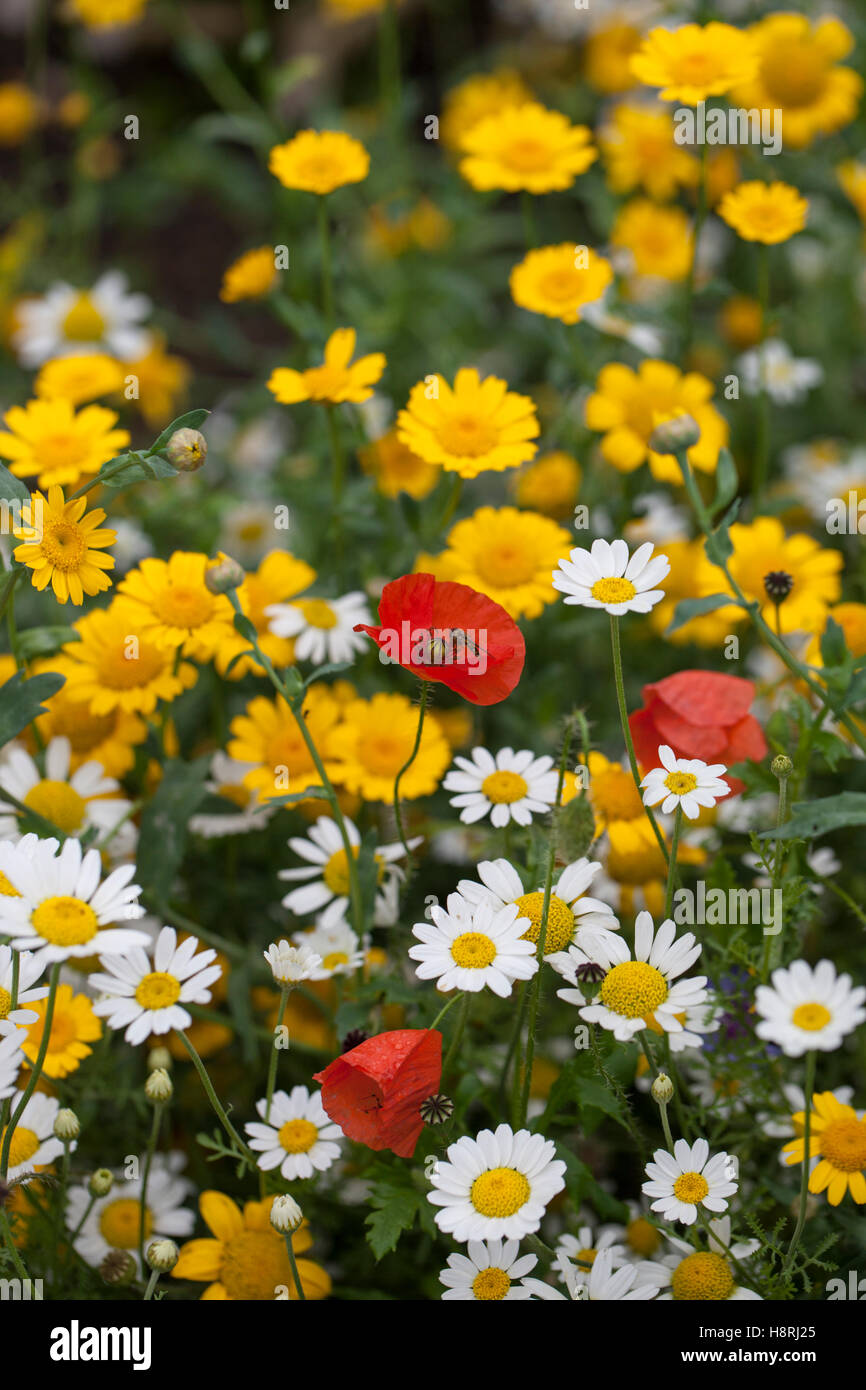 A bright wildflower summer border of Daisies and Poppies in an English