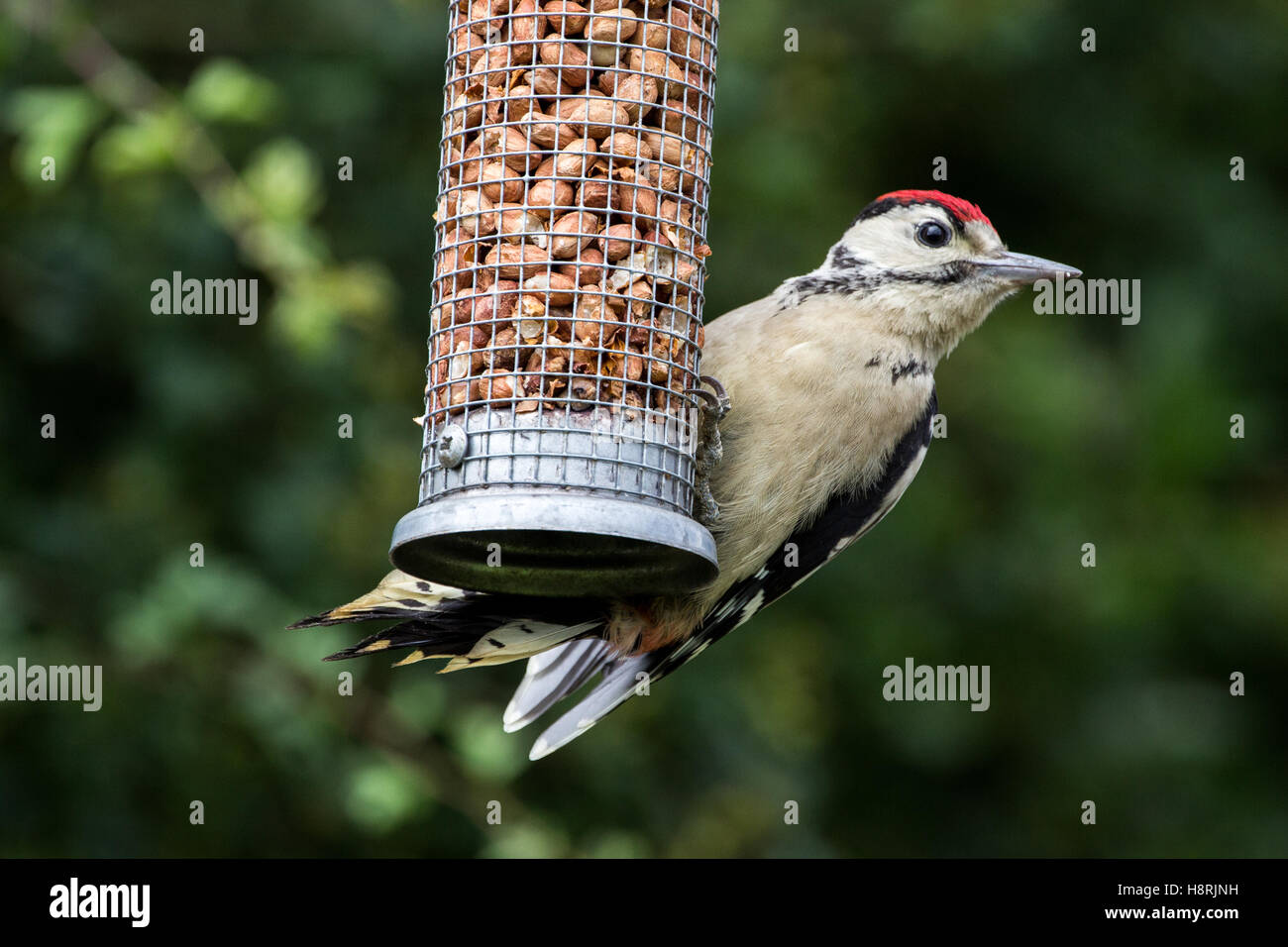 Greater Spotted Woodpecker dendrocopos major on nut feeder Stock Photo