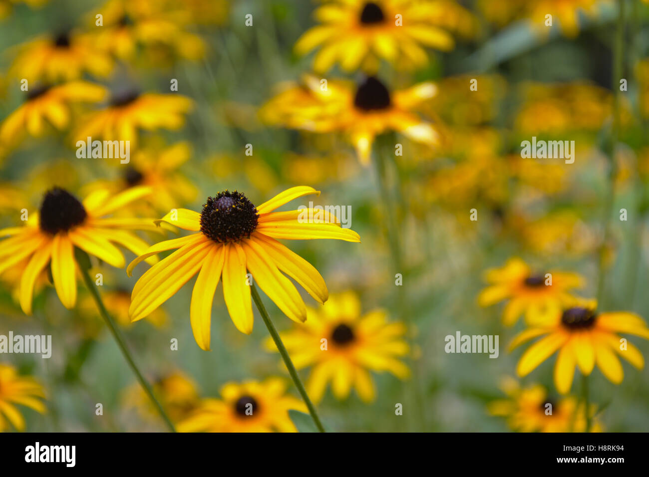 Black Eyed Susan flowers Stock Photo Alamy