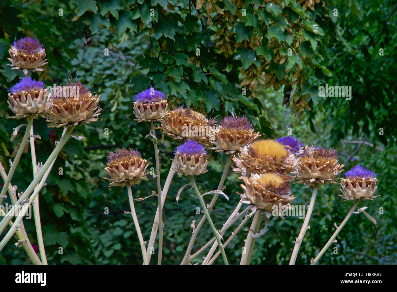 Many purple globe artichoke (Cynara cardunculus scolymus) flowers with ivy in the background