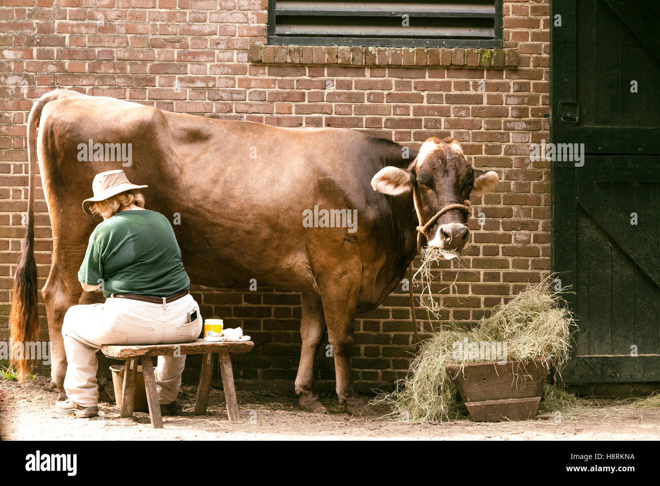 Cow being milked by hand. Mt. Pleasant, South Carolina. USA Stock Photo