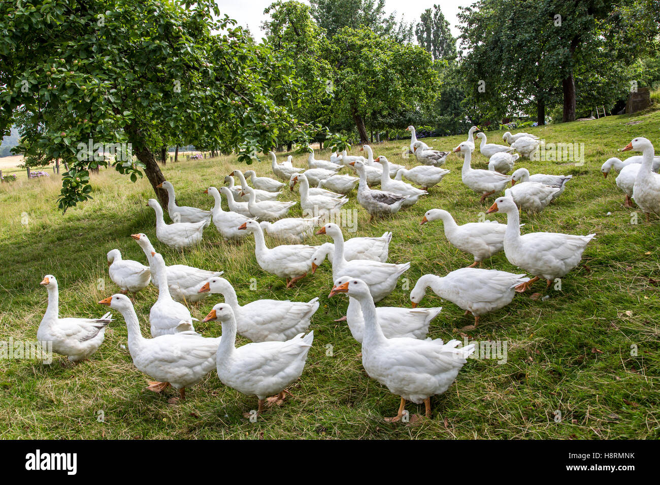 Geese, in a meadow, outdoor life on a farm, open range, free-range, Stock Photo