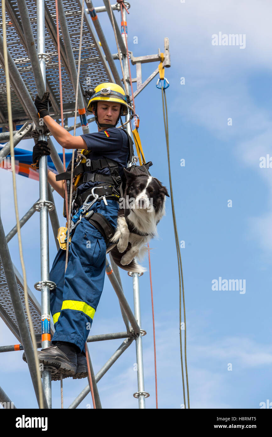 Climbing and abseiling of a dog guide, rescue personal, search and rescue dog, from THW, Federal Agency for Technical Relief Stock Photo
