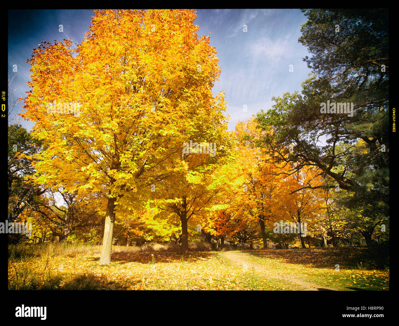 BRIGHTLY COLORED MAPLE TREES DURING AUTUMN SEASON Stock Photo Alamy