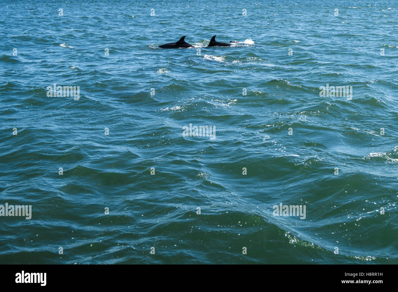 Dolphins on the Tagus river in Lisbon, Portugal Stock Photo