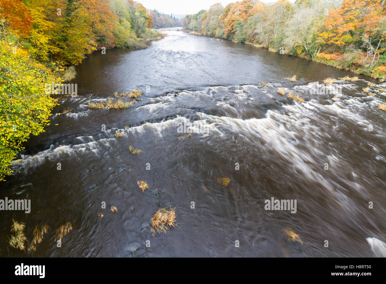 River Wye at Llanstephan in October autumn fall, with coloured trees. Stock Photo