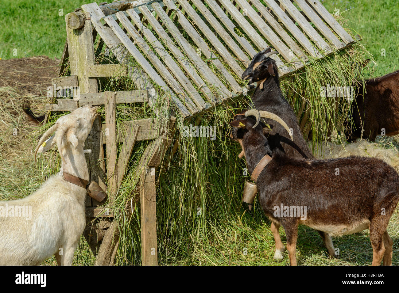 Spanish wild goats hires stock photography and images Alamy