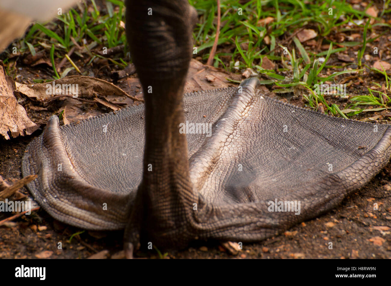 Mute swan (Cygnus olor) foot, Jamaica Bay Wildlife Refuge, Gateway