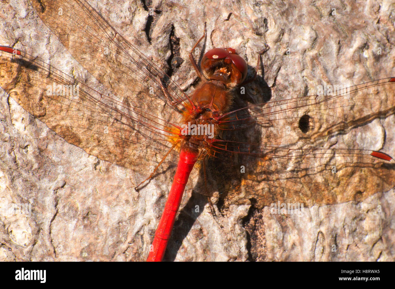 Dragonfly, Jamaica Bay Wildlife Refuge, Gateway National Recreation Area, New York Stock Photo