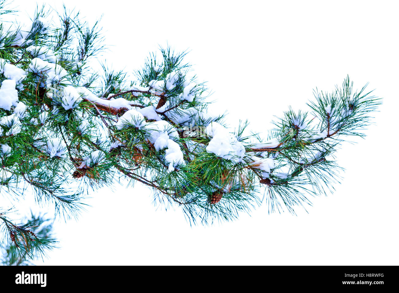 Pine branch with cones on a white background Stock Photo - Alamy