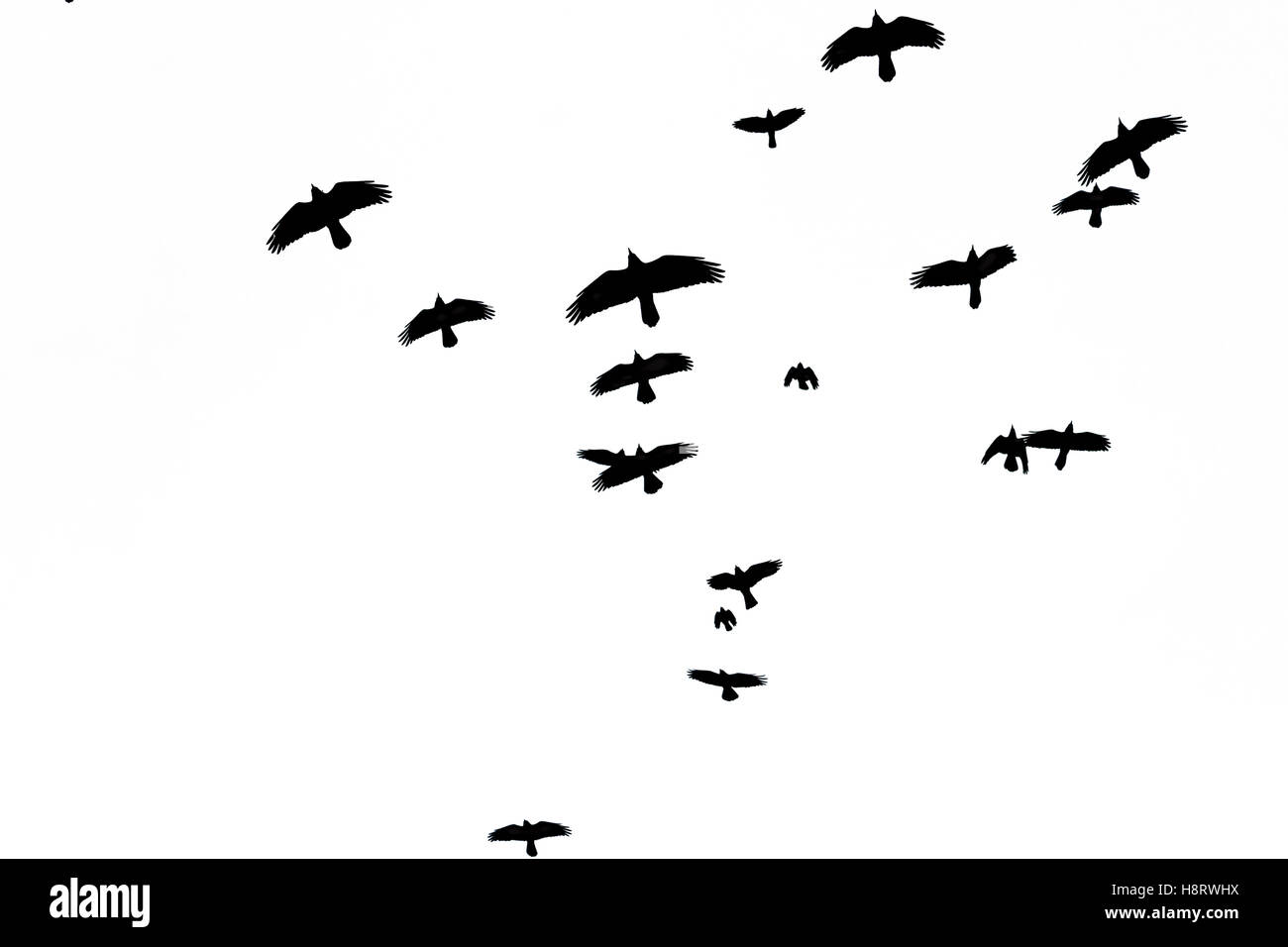rooks flock flying through the sky Stock Photo