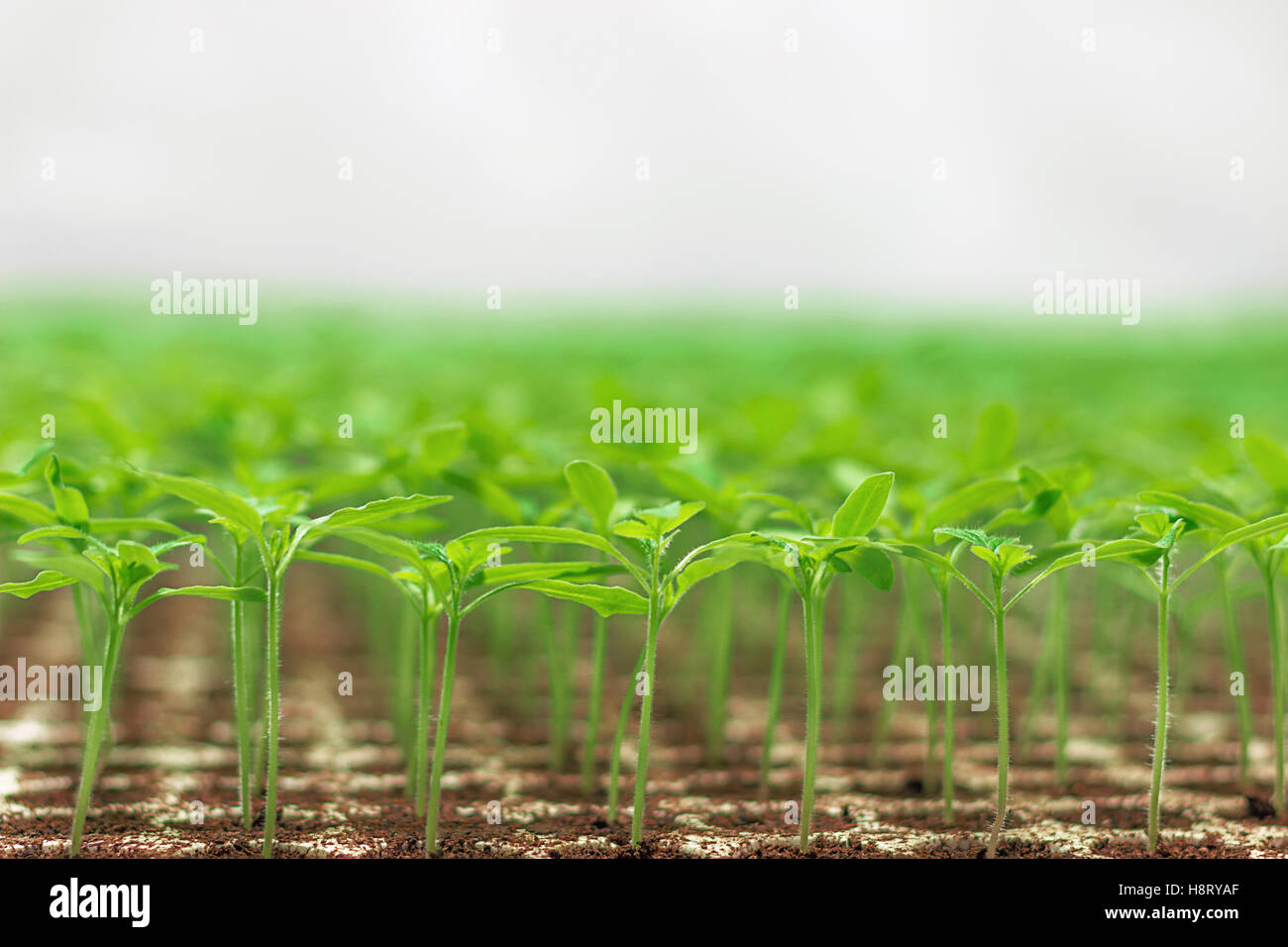 Greenhouse seedlings. Closeup of green seedlings growing. Selective