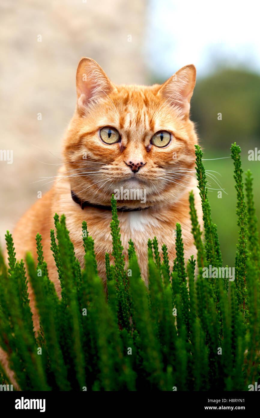 Female ginger cat sat in flowerbed Stock Photo Alamy