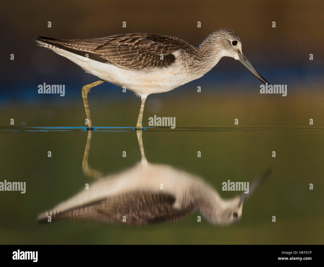 Reflection of common greenshank (Tringa nebularia) juvenile foraging in shallow water in wetland Stock Photo