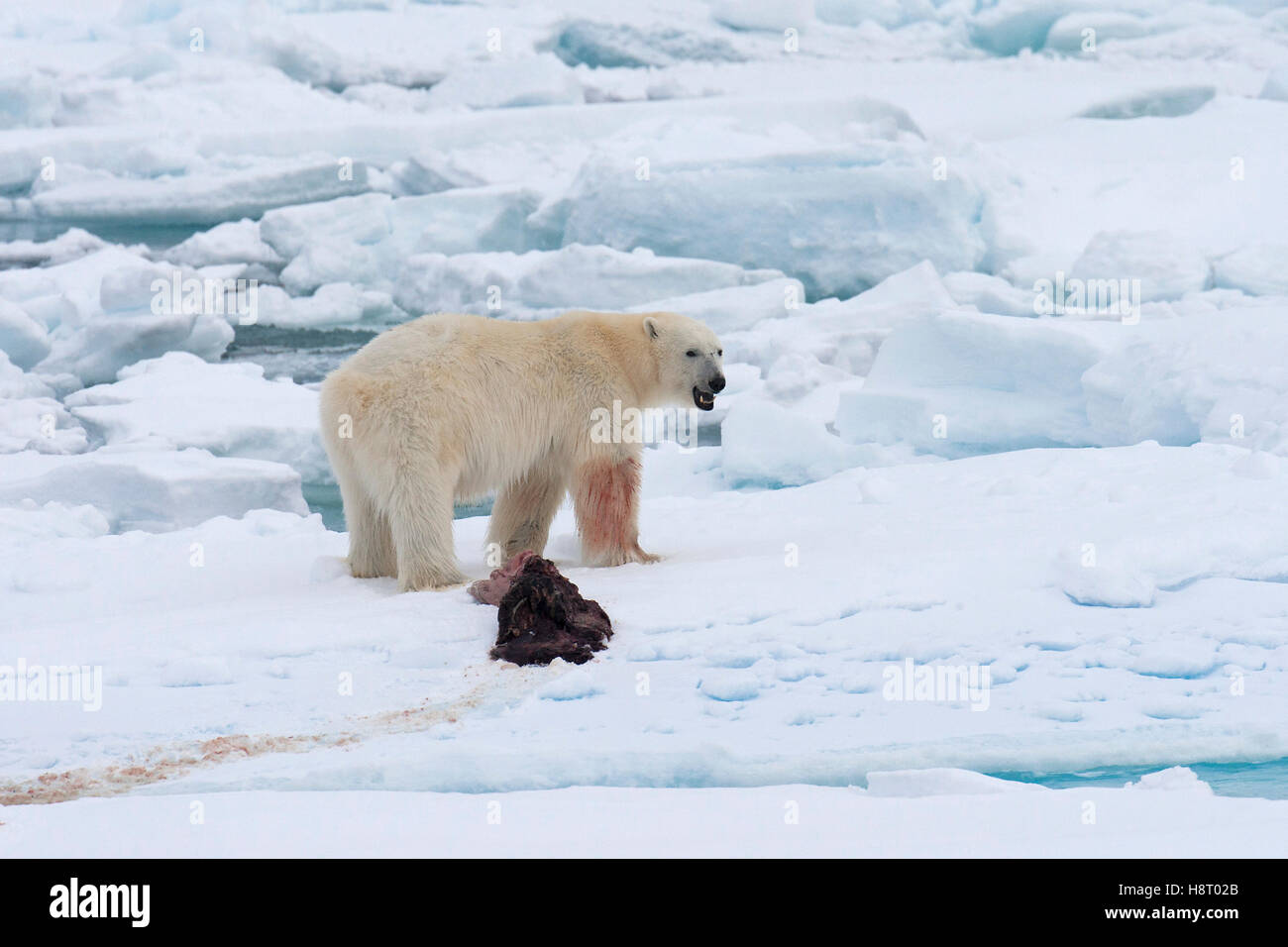 Young male polar bear (Ursus maritimus) feeding on the remains of a killed seal on pack ice Stock Photo