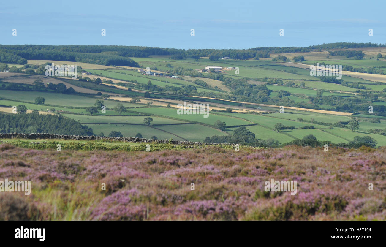 Purple heather on the North York Moors - Stock Image