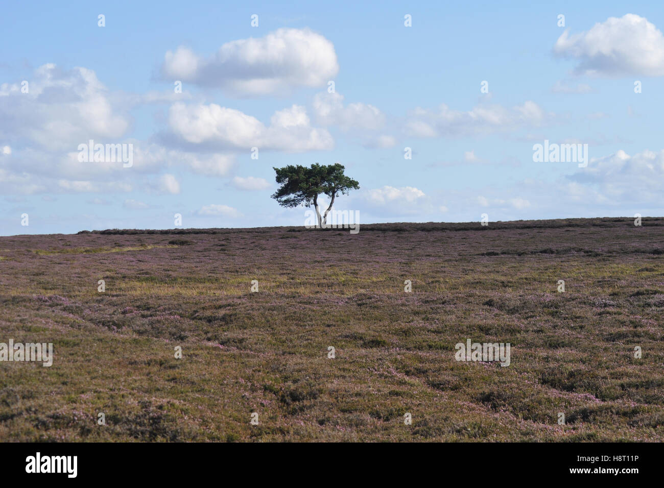 Purple heather on the North York Moors - Stock Image