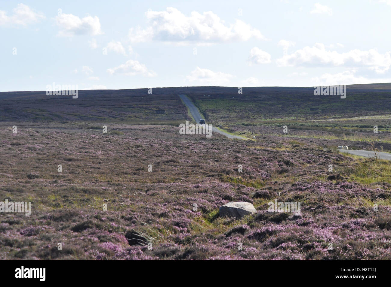 Purple heather on the North York Moors - Stock Image