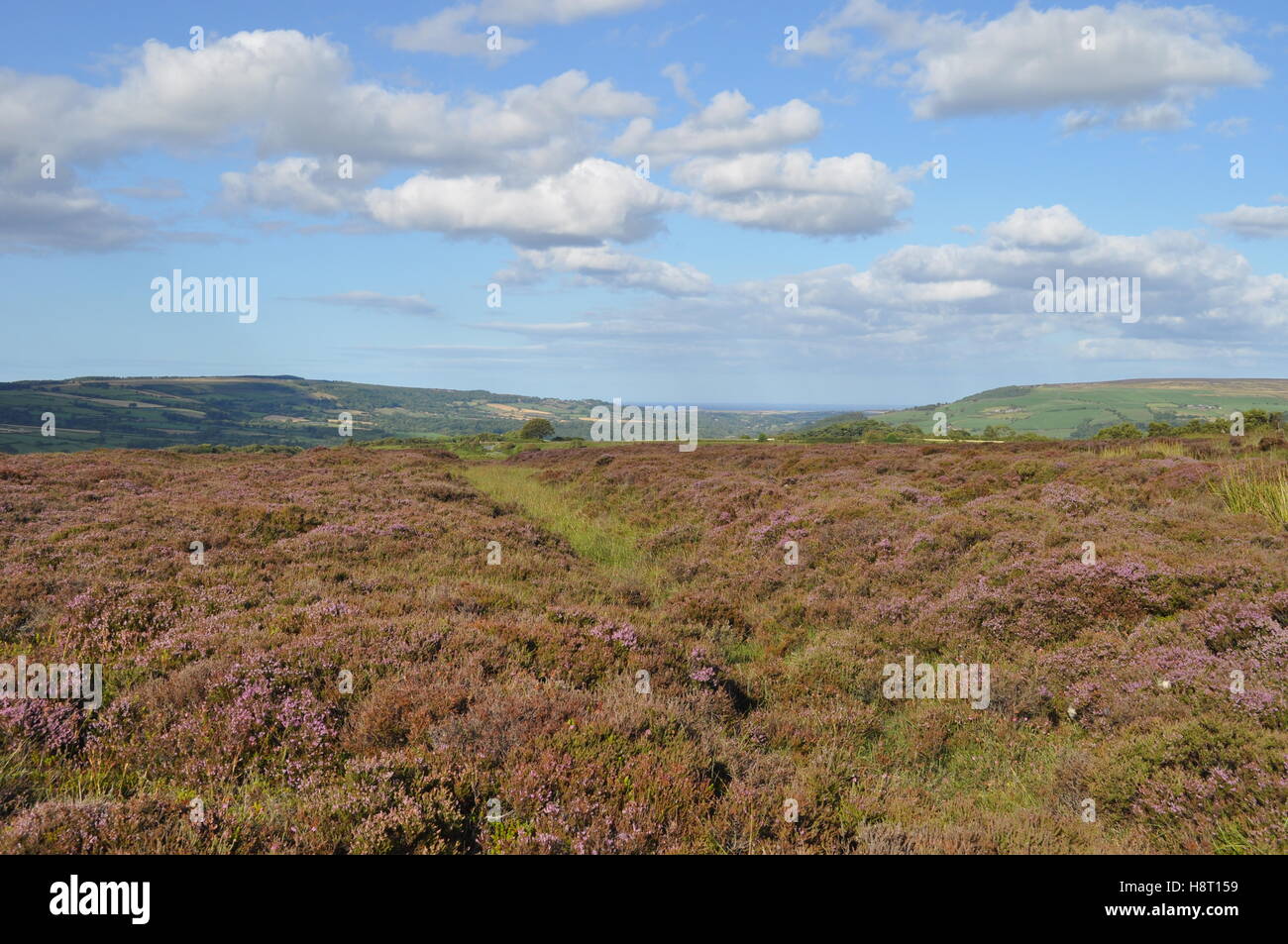 Purple heather on the North York Moors Stock Photo