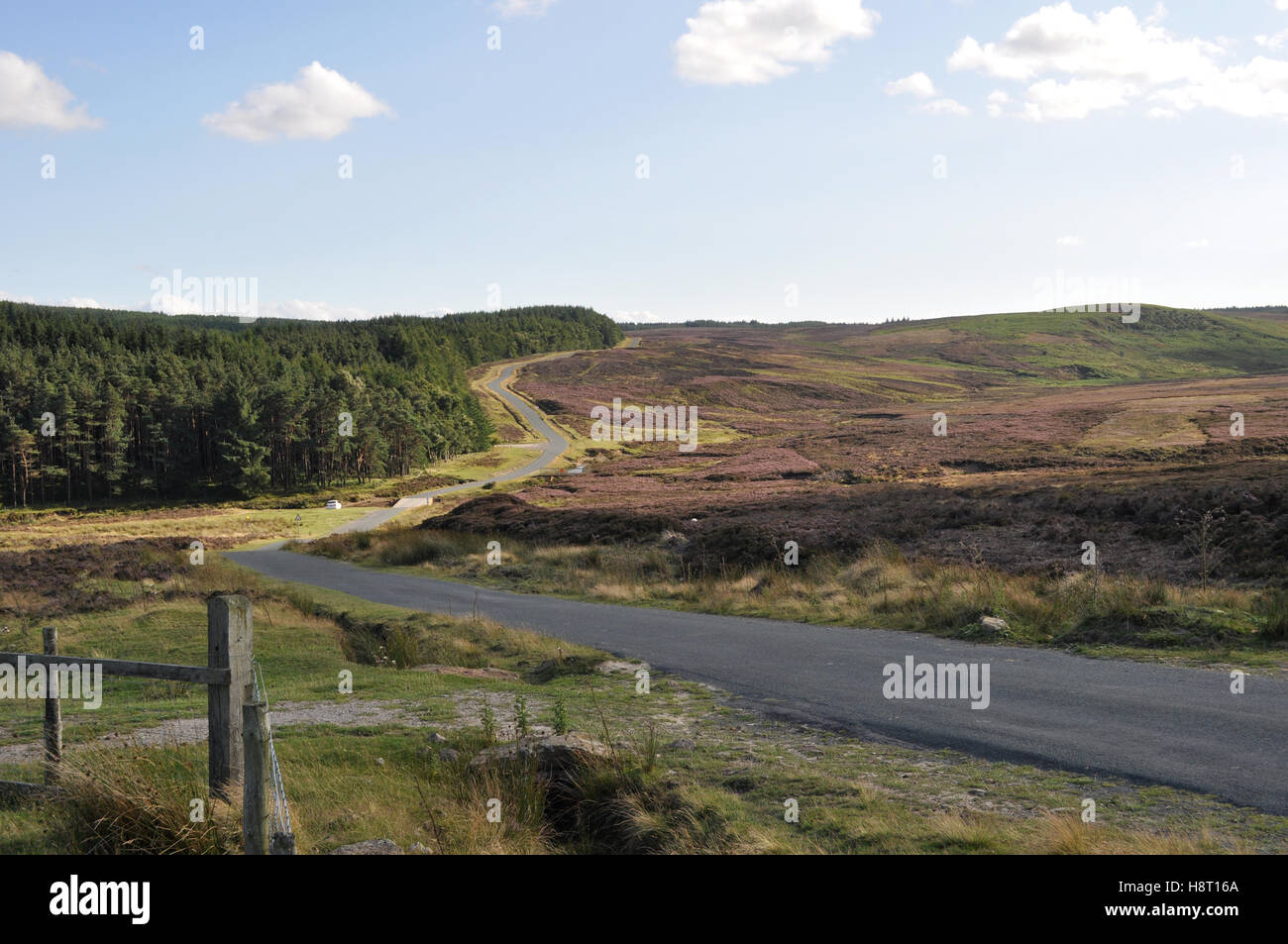 Road between forest and purple heather on the North York Moors Stock Photo
