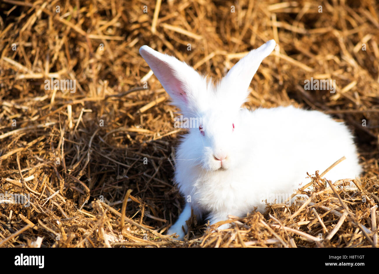 White rabbit pink eyes hires stock photography and images Alamy