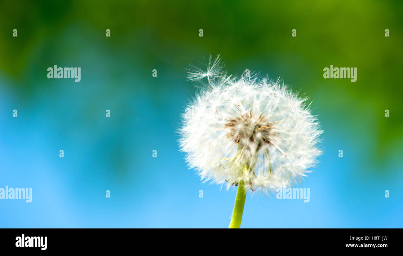 Dandelion wallpaper hi-res stock photography and images - Alamy
