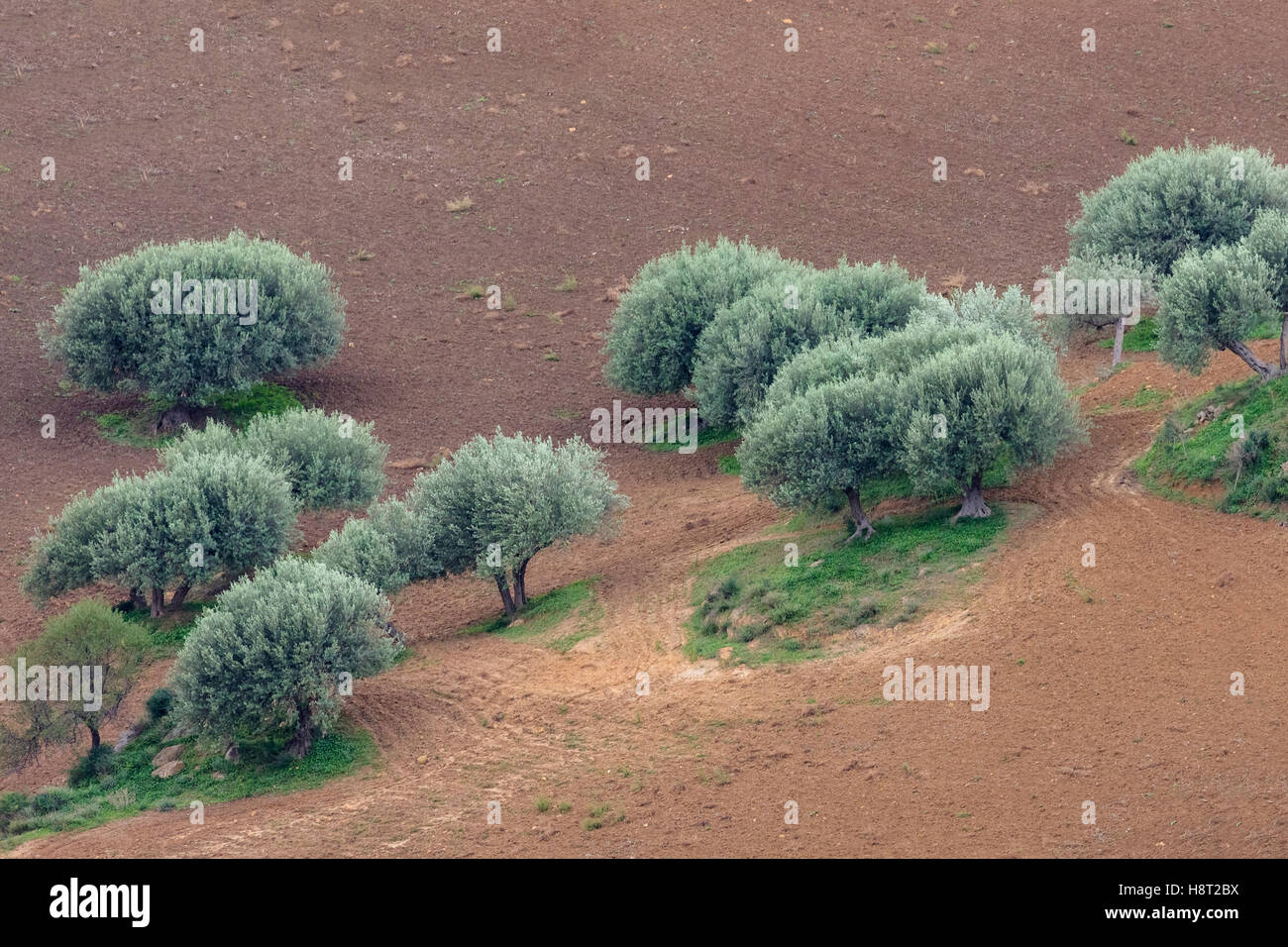 Olive Grove, Enna, Sicily, Italy Stock Photo