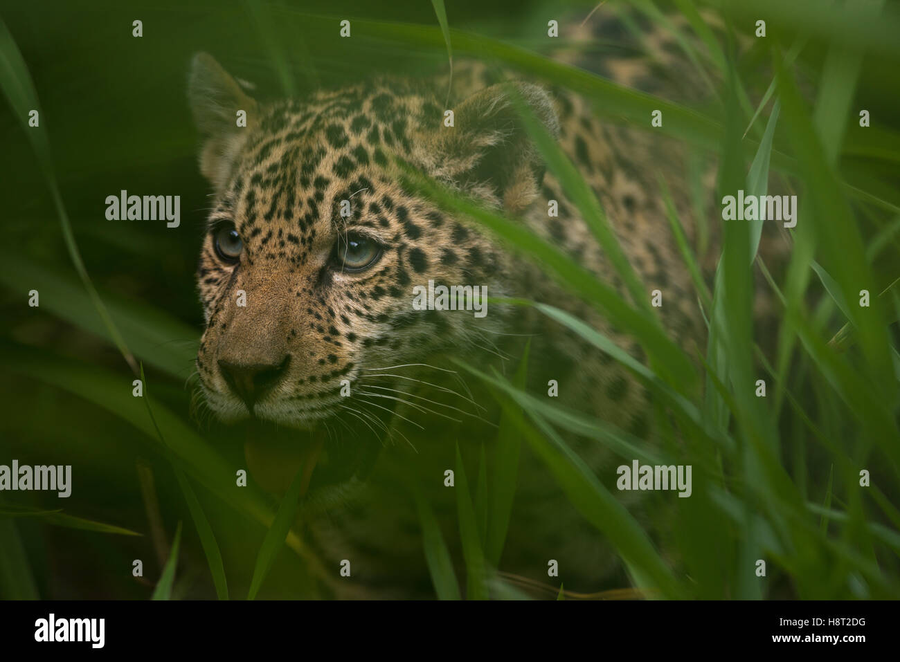 A jaguar cub looks through the vegetation Stock Photo