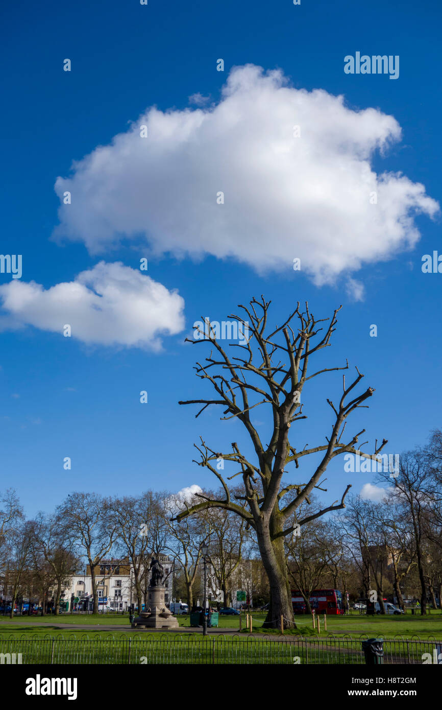UK, England, London, Clapham, tree pollarded Stock Photo