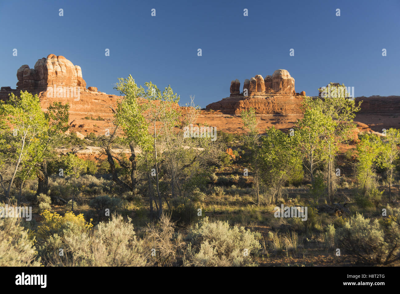 Utah, Canyonlands National Park, Needles District, Squaw Flat area landscape Stock Photo