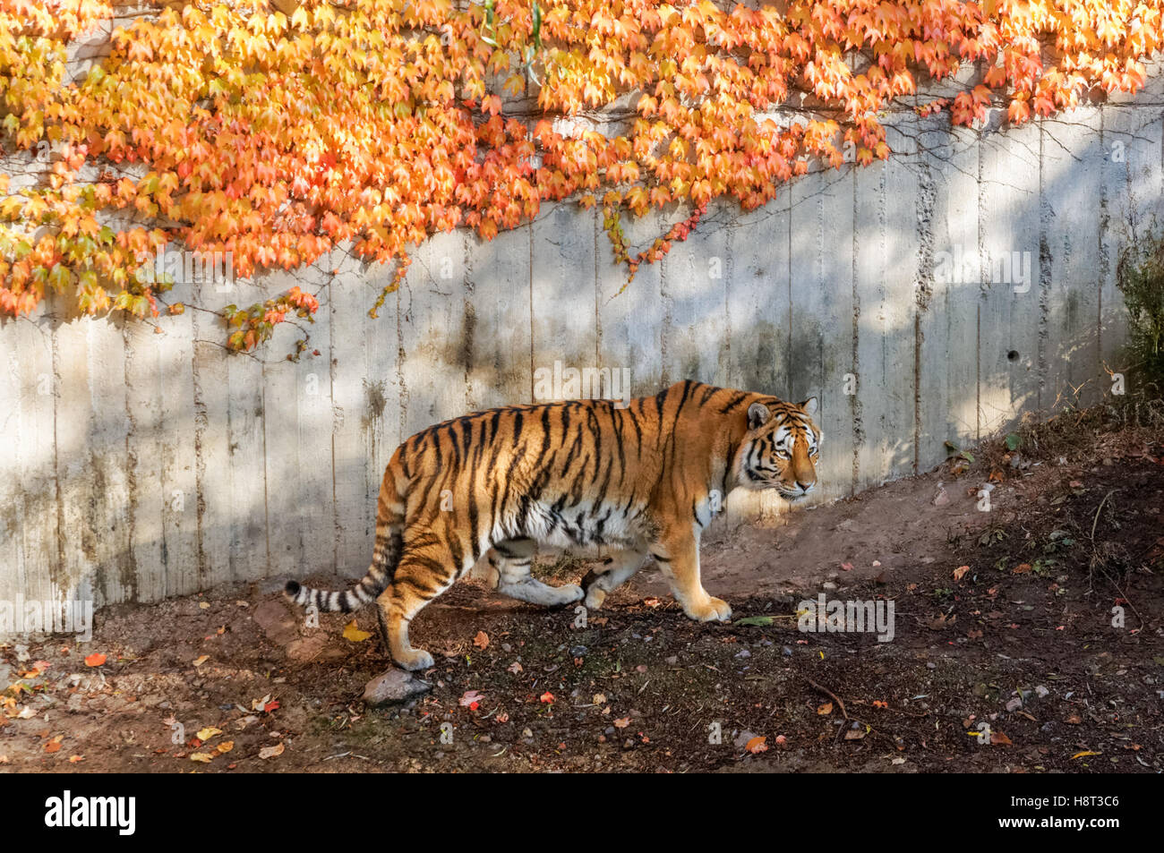 Siberian tiger at Copenhagen Zoo, Denmark Stock Photo - Alamy