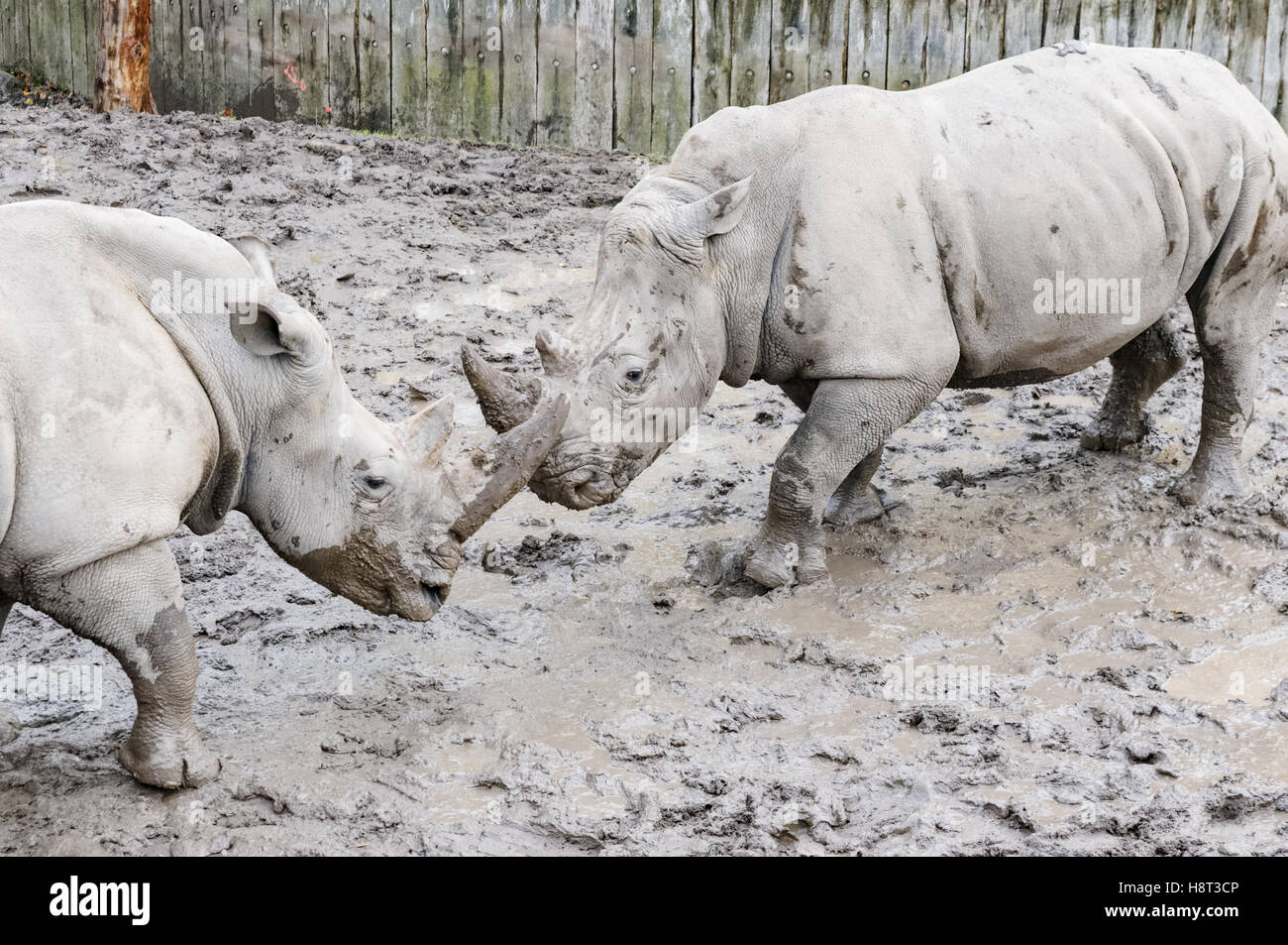 The white rhinoceroses at Copenhagen Zoo, Denmark Stock Photo