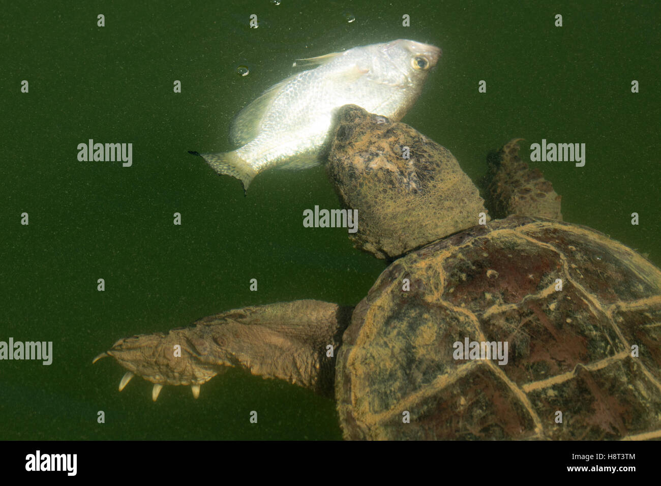Snapping turtle, Chelydra serpentina, eating white crappie Stock Photo