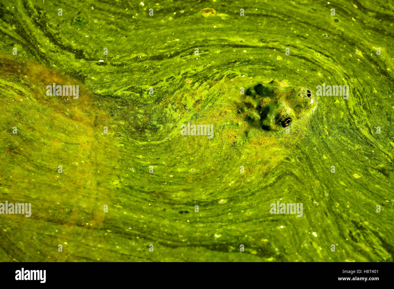 Algal mat hi-res stock photography and images - Alamy