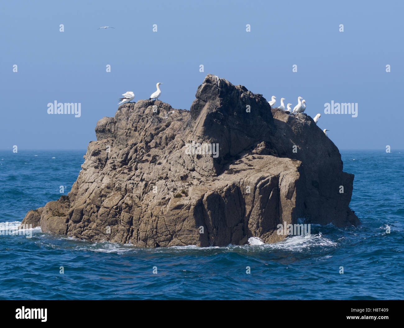 Gannets on a rock at les sept iles bird reserve, Brittany Stock Photo