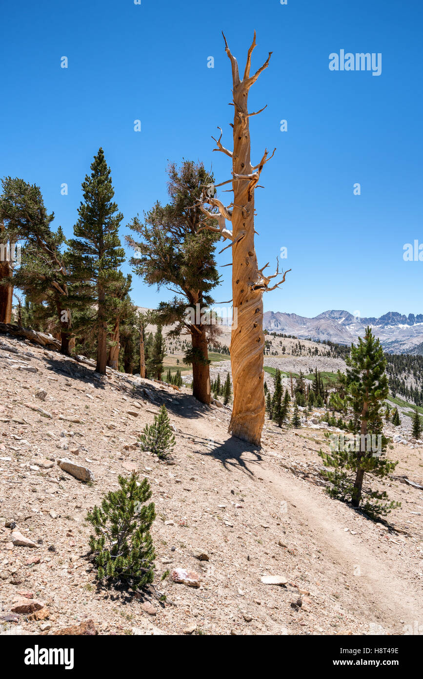 On John Muir Trail, Sequoia National Park, Sierra Nevada mountains, California, United States of America, North America Stock Photo