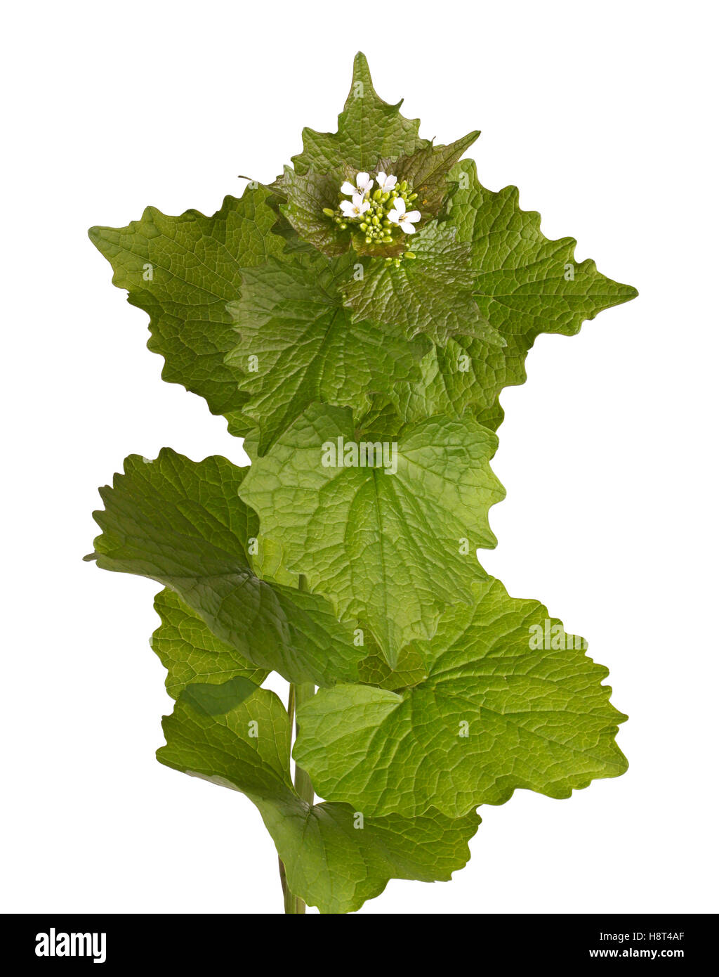 Leafy green stem and white flowers of the biennial weed garlic mustard (Alliaria petiolata) in the family Brassicaceae isolated Stock Photo