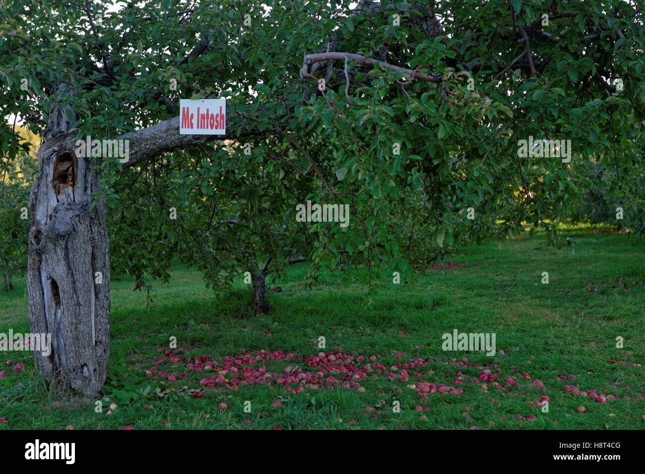 Mc Intosh apple tree Stock Photo