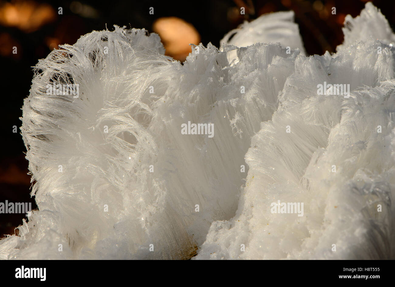 Hair ice is frozen water which is pushed out of dead beech wood by fungi. It only appears when it is freezing 1 or 2 degrees below zero and the humidity is high. It is also called frost beard. Stock Photo