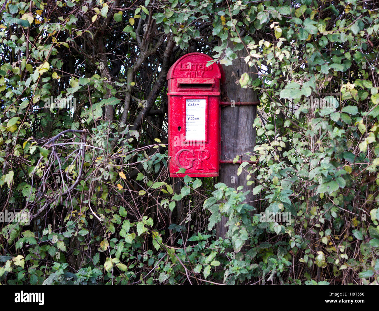 Antique red post box king George VI buried deep in an ivy hedge Stock Photo