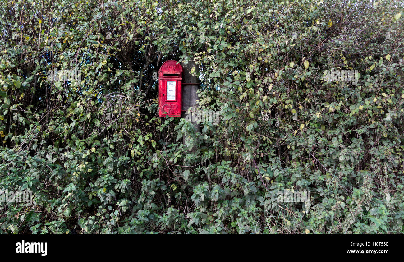 Antique red post box king George VI buried deep in an ivy hedge Stock Photo